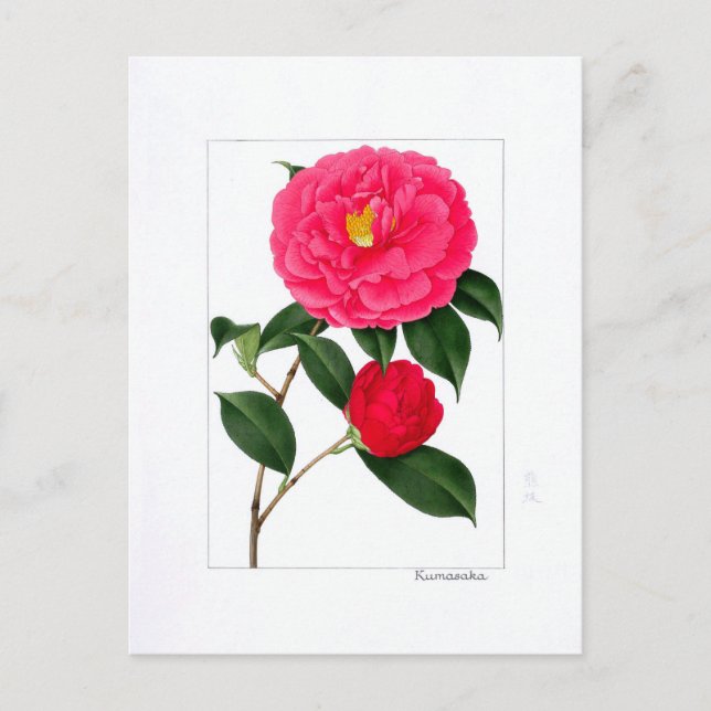 Carte Postale Camellia Plate: Kumasaka (Devant)