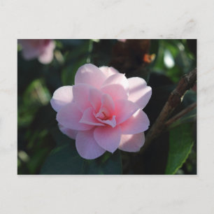 Carte Postale Camellia rose