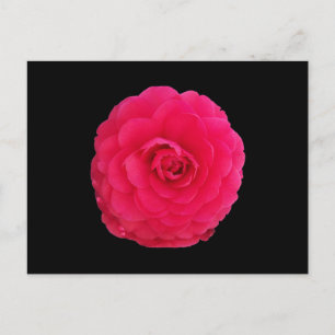 Carte Postale Camellia rose vif