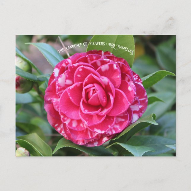 Carte Postale Camellia rouge (Devant)