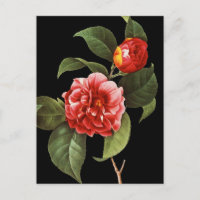 Camellia rouge, 1833