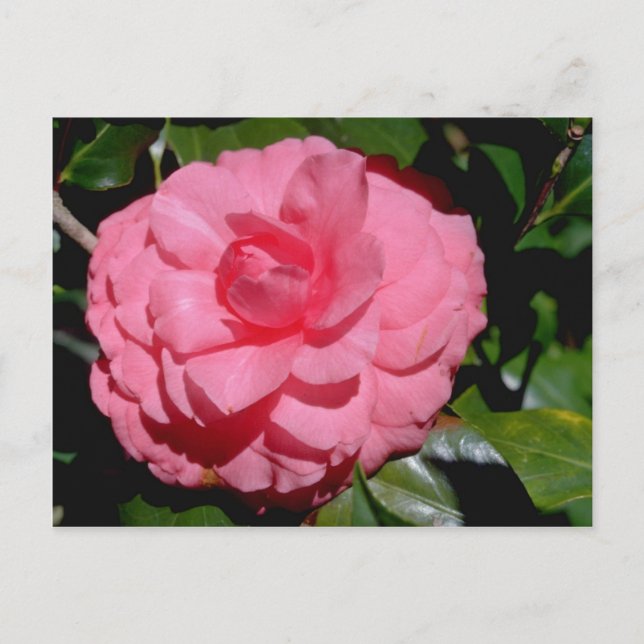 Carte Postale Camellia rouge, fleurs japonica (Devant)