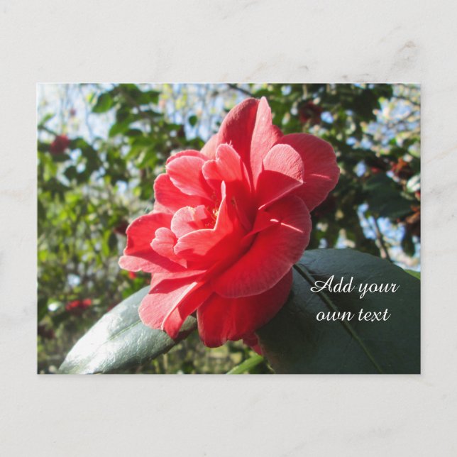 Carte Postale Camellia rouge rayonnante - Personnalisé (Devant)