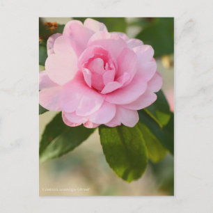 Carte Postale Camellia sasanqua "Otome"  [Carte postale]