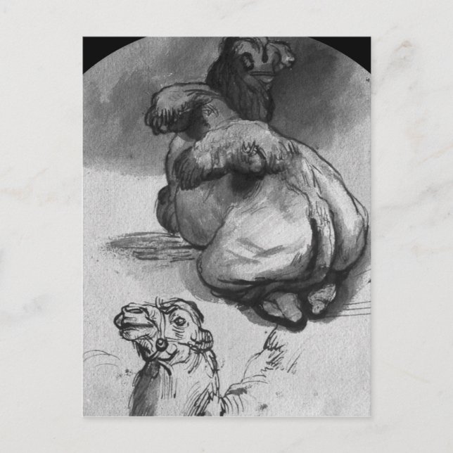 Carte Postale Camels (Devant)