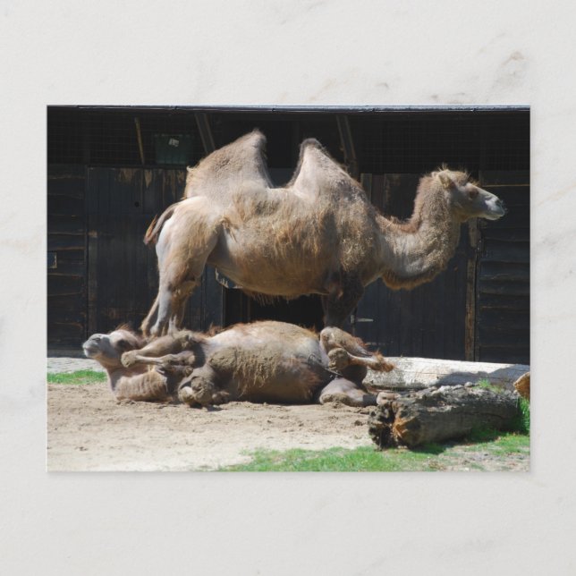 Carte Postale Camels (Devant)