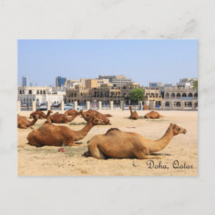 Carte Postale Camels à Doha