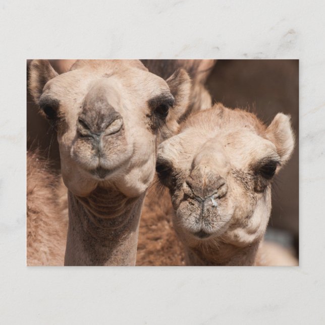 Carte Postale Camels au marché Camel à Al Ain près de Dubaï (Devant)