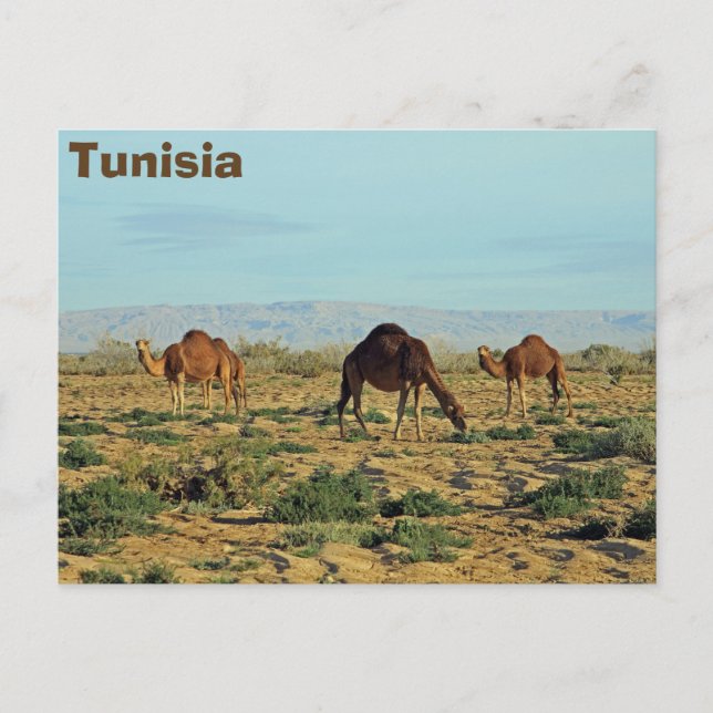 Carte Postale Camels, Tunisie (Devant)