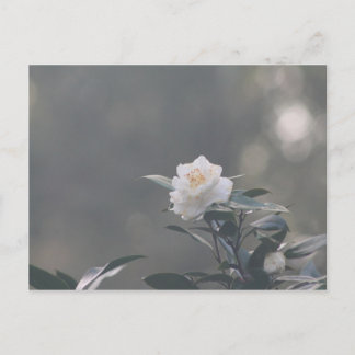 Carte Postale Camilla blanche
