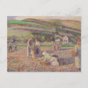 Carte Postale Camille Pissarro   La Récolte De Pommes De Terre