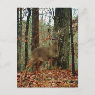 Carte Postale Camo, Cerf de Camouflage
