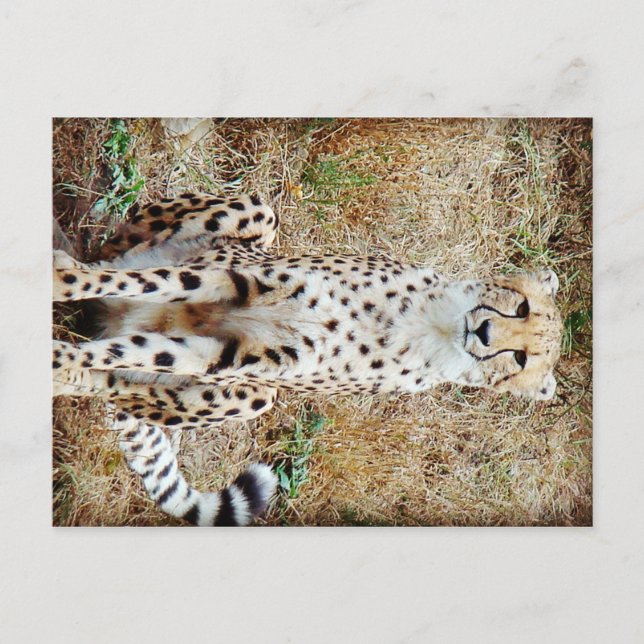 Carte Postale Camouflage (Devant)