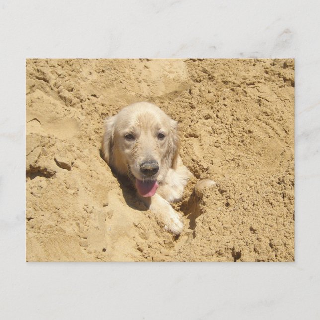 Carte Postale Camouflage de Golden Retriever (Devant)