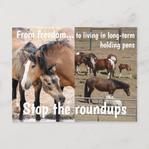 Carte Postale Campagne Sauvez nos chevaux sauvages
