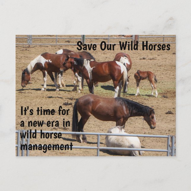 Carte Postale Campagne Sauvez nos chevaux sauvages (Devant)