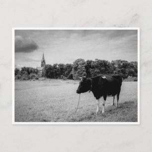 Carte Postale Campagne vintage avec vache noir/blanc