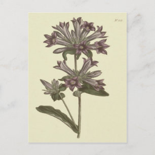 Carte Postale Campanule en grappe Illustration botanique