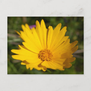 Carte Postale Camphre