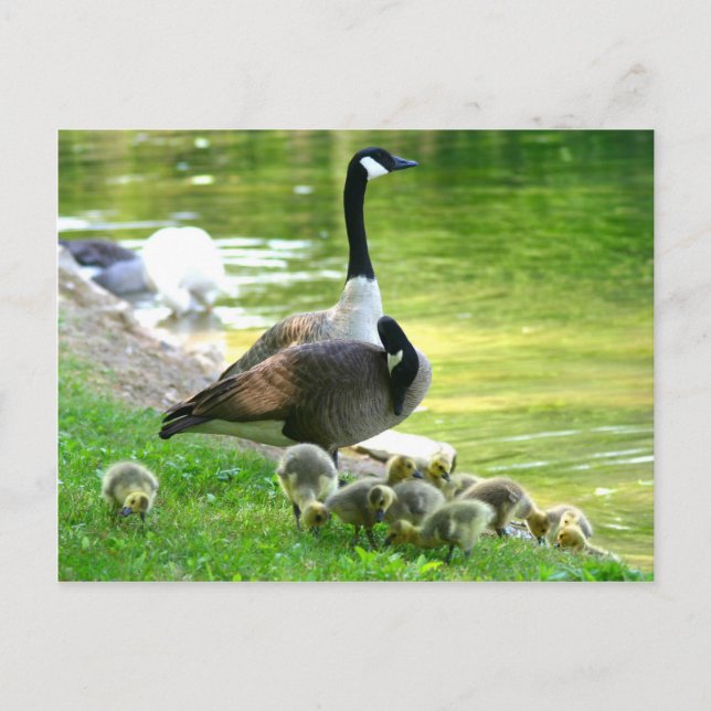 Carte Postale Canada (Devant)