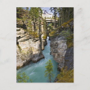Carte Postale Canada, Alberta, parc national de Jasper, Athabasc