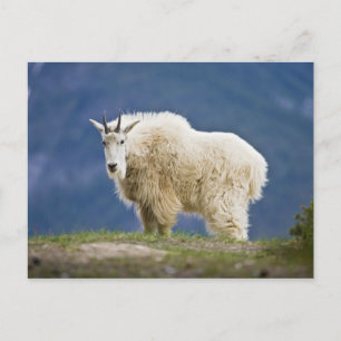 Carte Postale Canada, Alberta, Parc national Jasper,