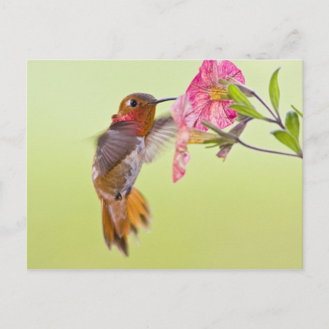 Carte Postale Canada, Colombie-Britannique, Colibri roux (Devant)