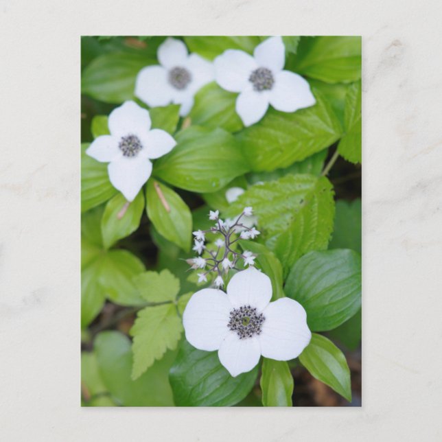 Carte Postale Canada, Colombie-Britannique. Dwarf Dogwood (Devant)