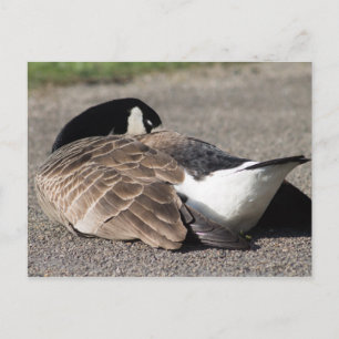 Carte Postale Canada Goose
