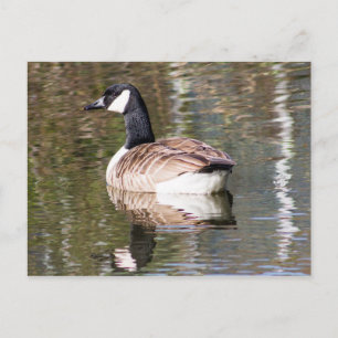 Carte Postale Canada Goose