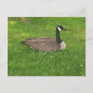 Carte postale Canada Goose