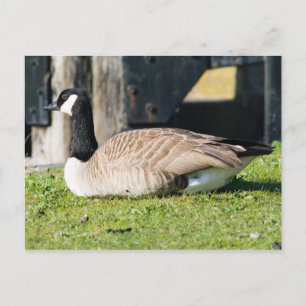 Carte Postale Canada Goose
