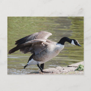 Carte Postale Canada Goose