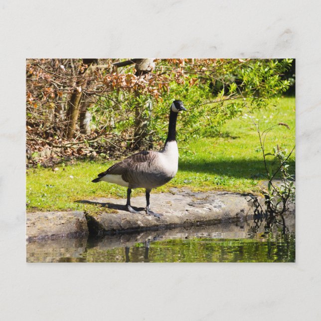 Carte Postale Canada Goose (Devant)