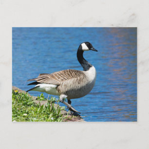 Carte Postale Canada Goose