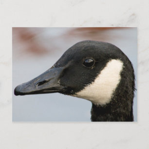 Carte postale Canada Goose