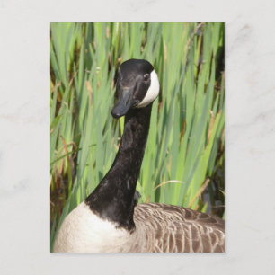 Carte postale Canada Goose