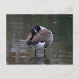 Carte postale Canada Goose