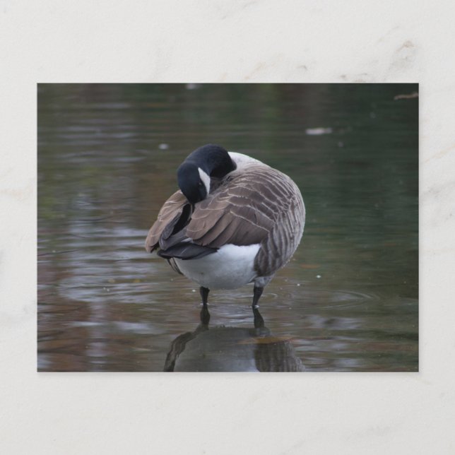 Carte postale Canada Goose (Devant)