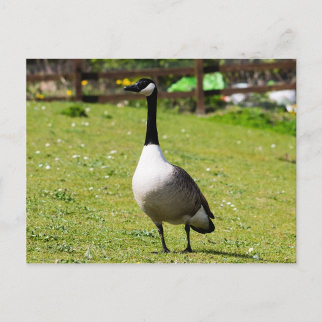 Carte Postale Canada Goose (Devant)