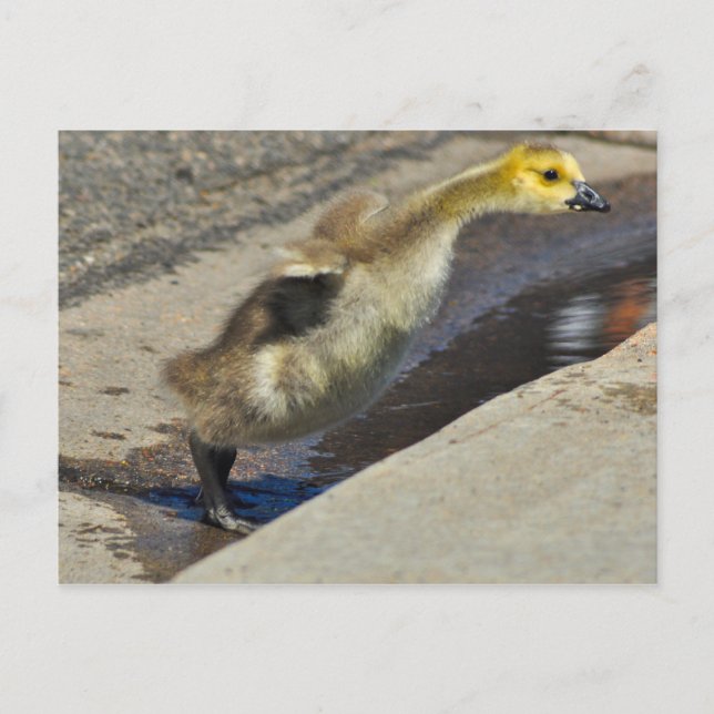 Carte postale Canada Goose Gosling (Devant)