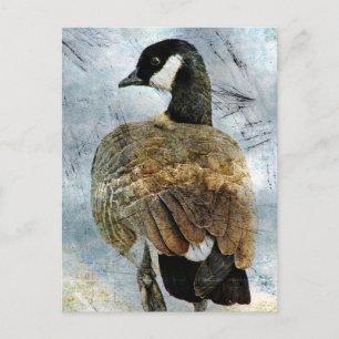 Carte Postale Canada Goose Grunge