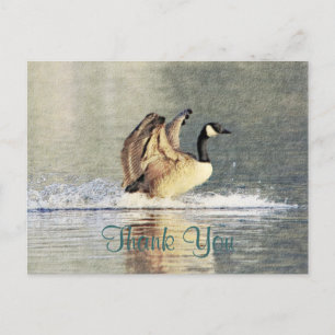 Carte Postale Canada Goose Landing