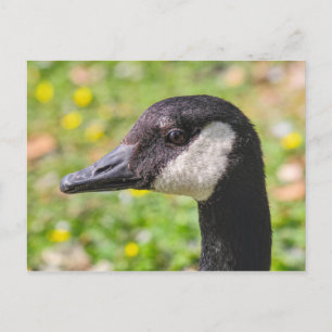 Carte Postale Canada Goose, Roath Park Lake, Cardiff, Pays de Ga