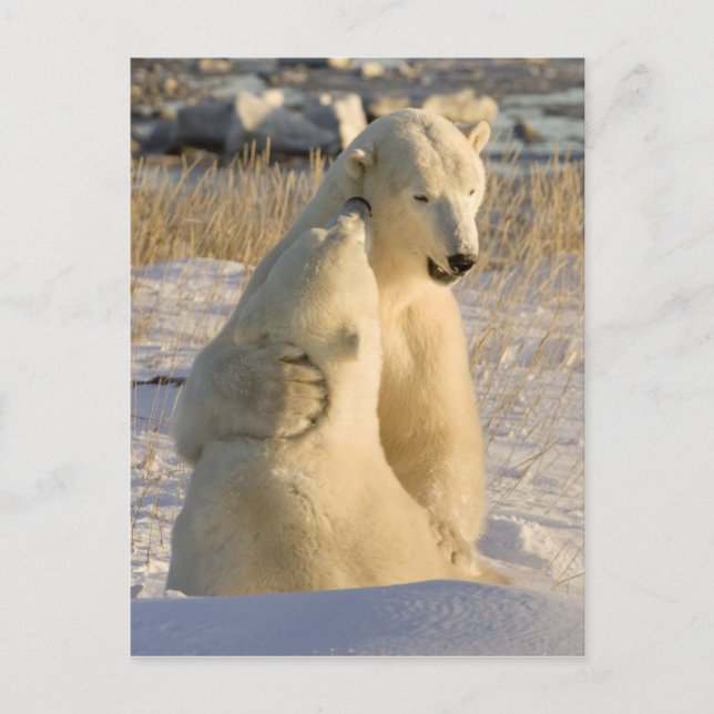 Carte Postale Canada, Manitoba, Baie d'Hudson, Churchill. (Devant)