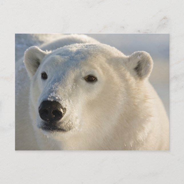 Carte Postale Canada, Manitoba, Baie d'Hudson | Ours polaire (Devant)