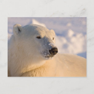 Carte Postale Canada, Manitoba, baie d'Hudson Ours polaire