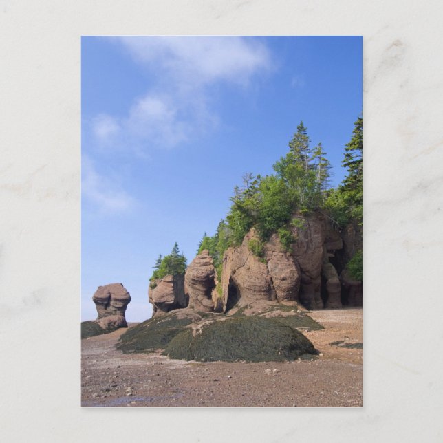 Carte Postale Canada, Nouveau-Brunswick, Cap Hopewell, Baie de (Devant)