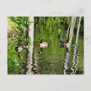 Carte Postale (Canada) Oie verte