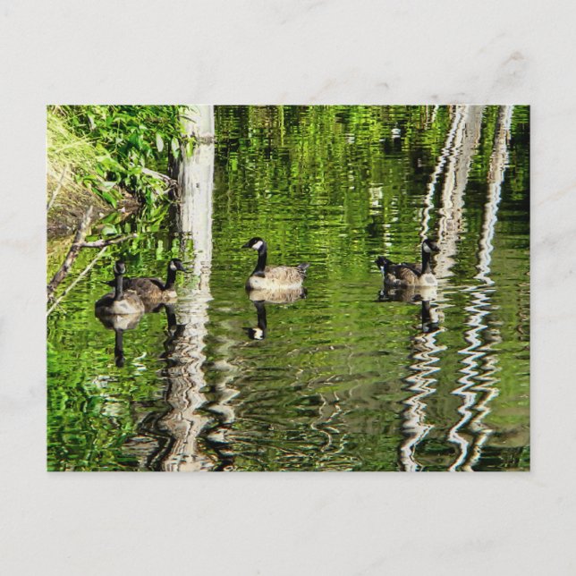 Carte Postale (Canada) Oie verte (Devant)